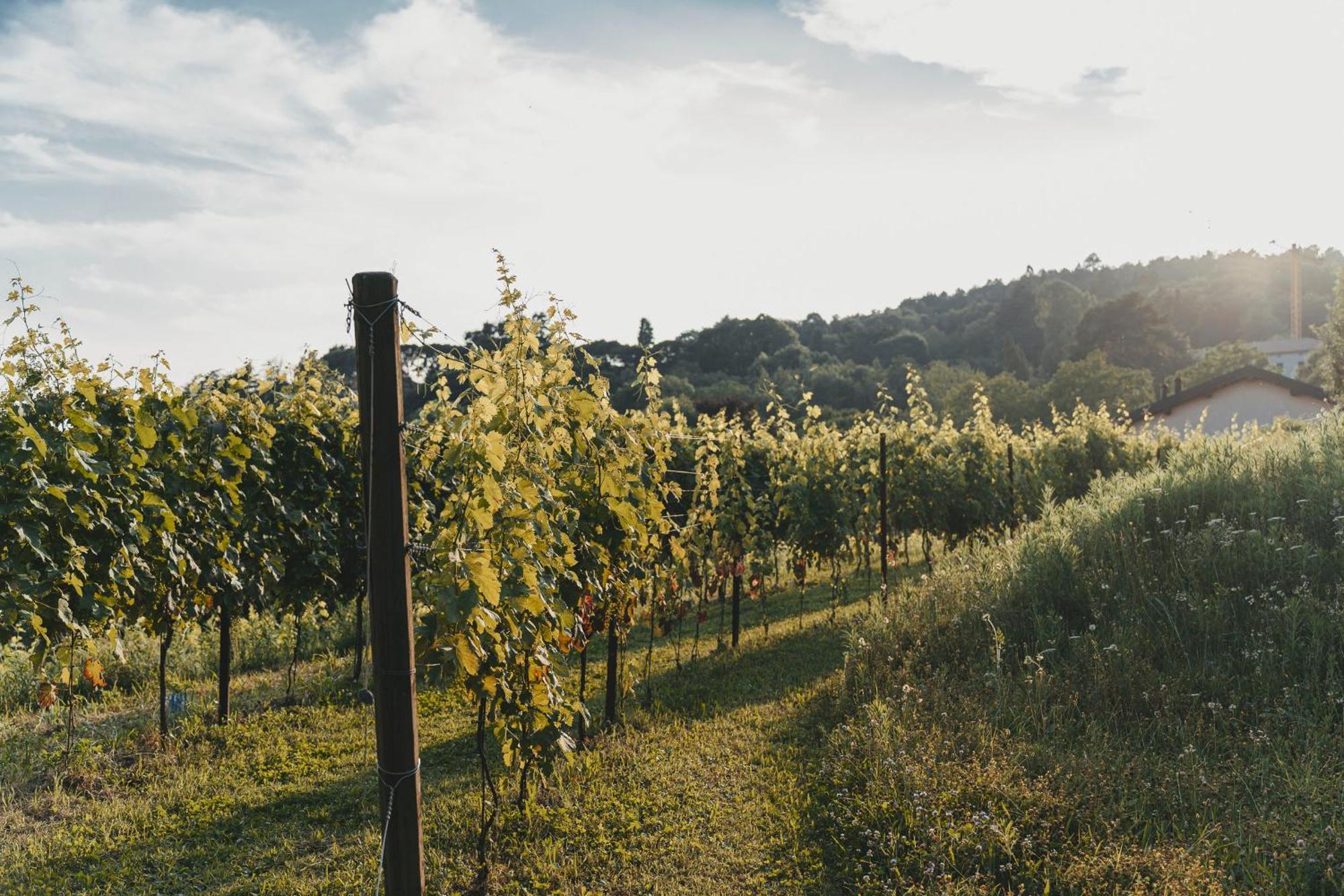 Bauernhof Tenuta Ronco Regio San Fermo della Battaglia